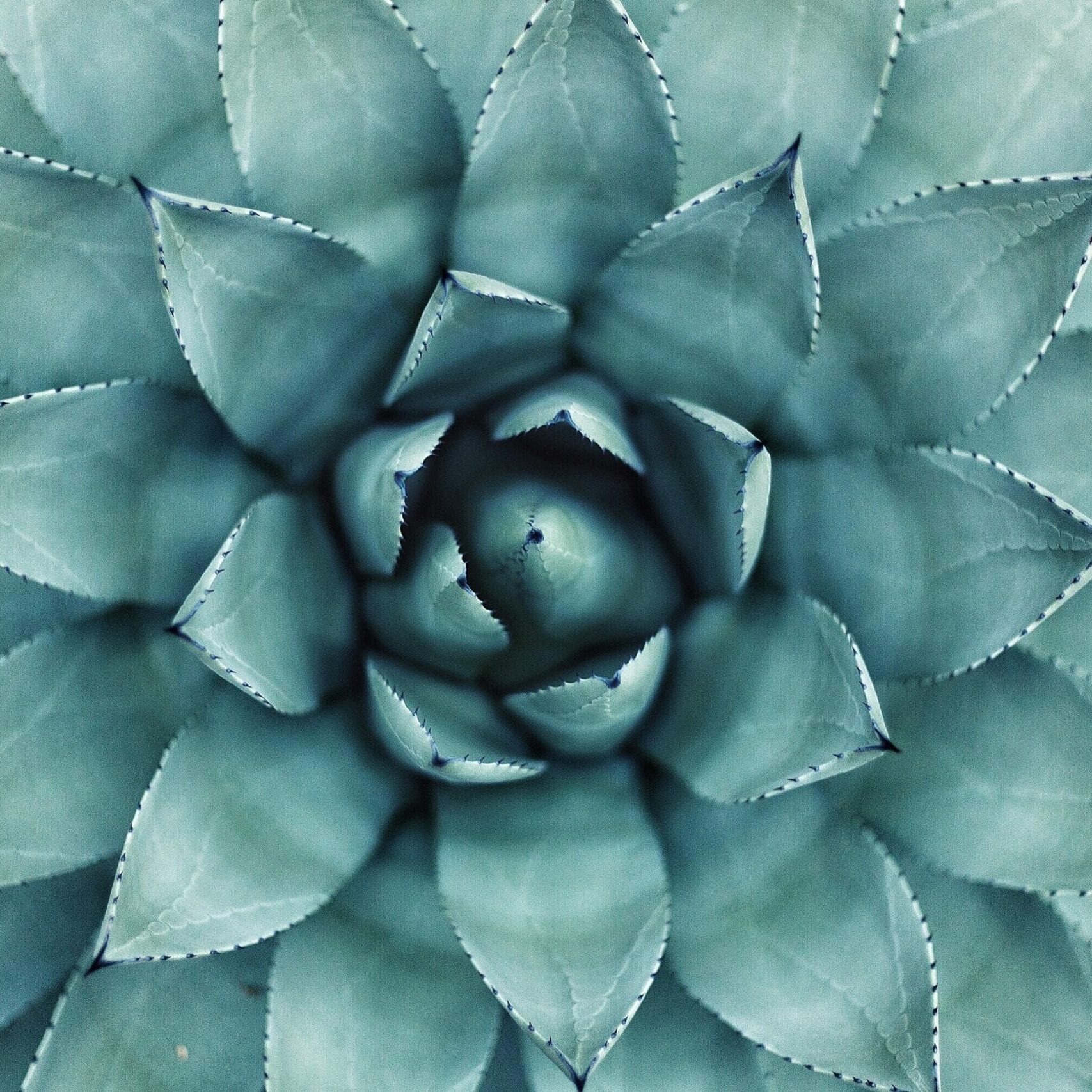 erol-ahmed-aIYFR0vbADk-unsplash erol-ahmed-aIYFR0vbADk-unsplash